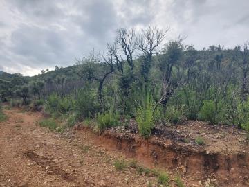 V555-terreno-agricolo-panoramico-a-5-km-dal-centro-abitato-di-Cefalu---7-