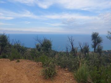V555-terreno-agricolo-panoramico-a-5-km-dal-centro-abitato-di-Cefalu---9-