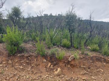 V555-terreno-agricolo-panoramico-a-5-km-dal-centro-abitato-di-Cefalu---12-