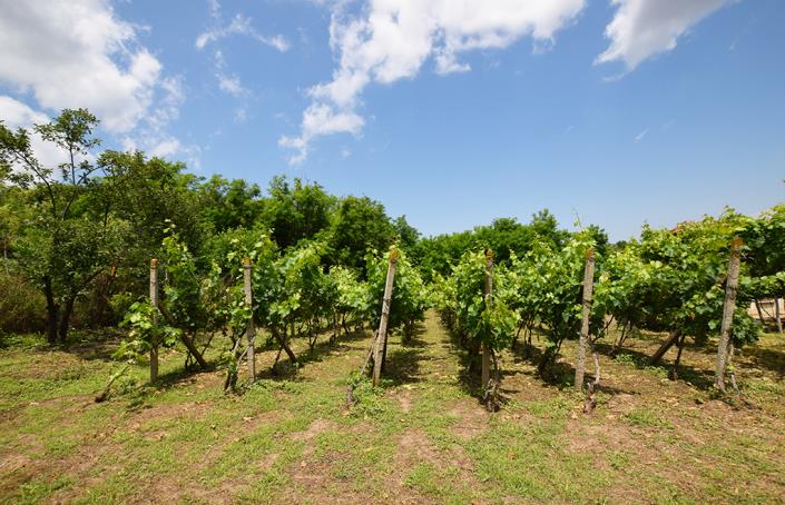 Image No.44-Maison de 2 chambres à vendre à Belene