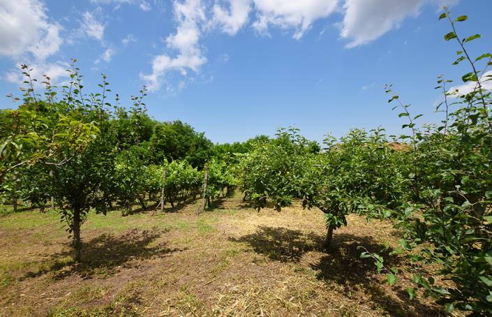 Image No.45-Maison de 2 chambres à vendre à Belene