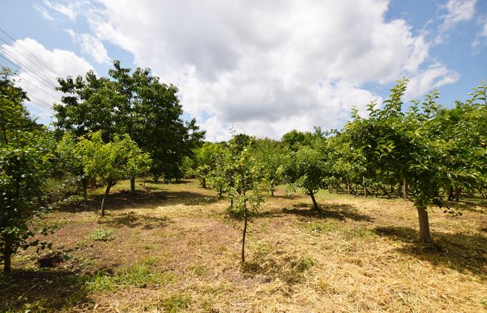 Image No.46-Maison de 2 chambres à vendre à Belene