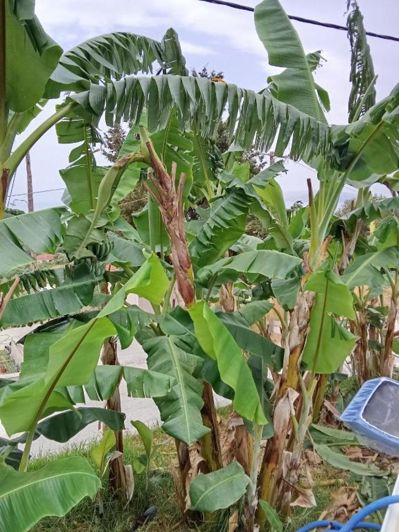 Image No.18-Villa de 3 chambres à vendre à Céphalonie