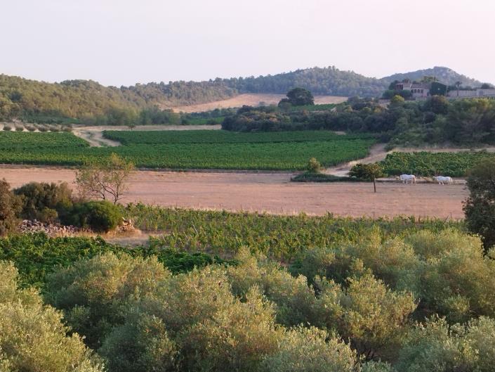 Image No.36-Maison / Villa de 3 chambres à vendre à Assignan