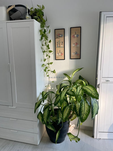 Image No.11-Bungalow de 1 chambre à vendre à Kiti