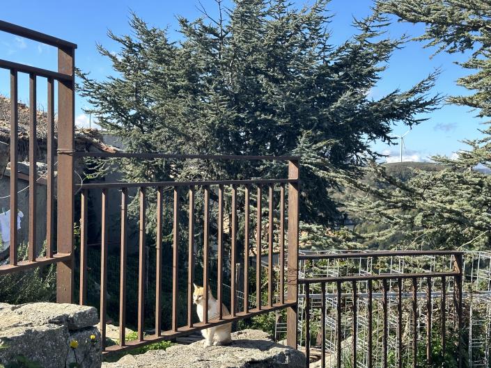 Image No.34-Jumelé à vendre à Montalbano Elicona