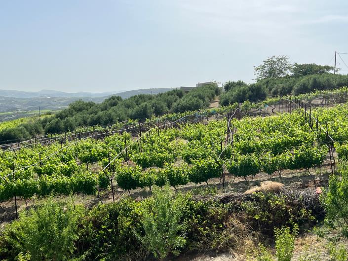 Image No.25-Maison de 4 chambres à vendre à Vasilies