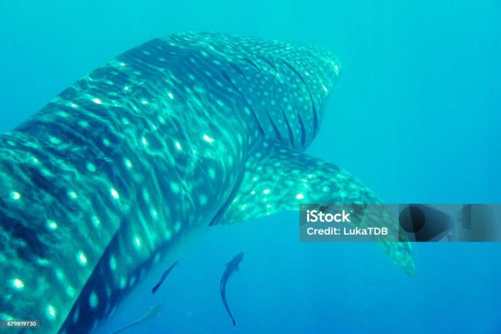 Image No.9-Terre à vendre à Holbox Island