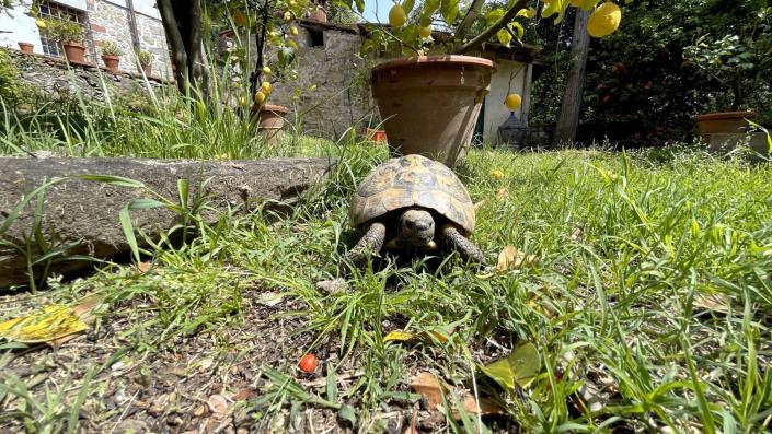 Image No.12-Appartement de 3 chambres à vendre à Borgo a Mozzano