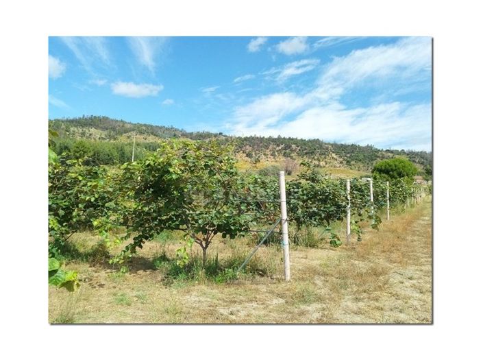 Image No.10-Ferme à vendre à Castelo Branco