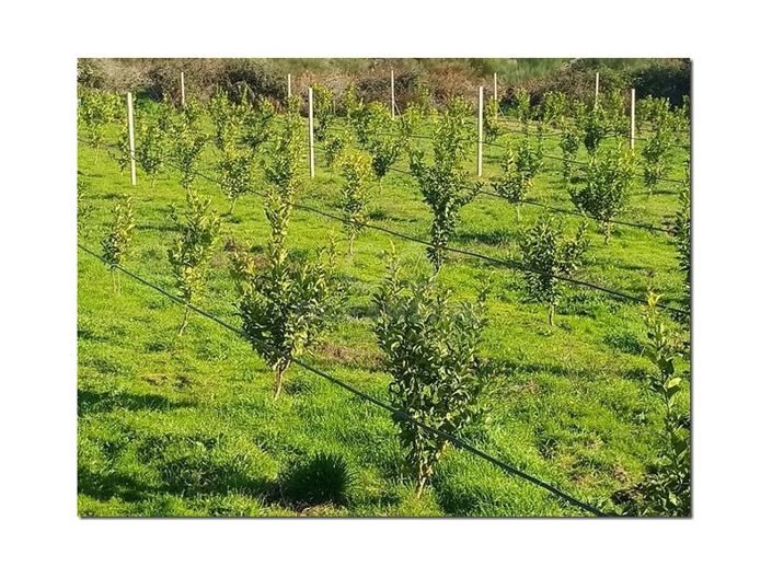 Image No.11-Ferme à vendre à Castelo Branco