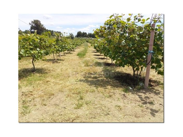 Image No.12-Ferme à vendre à Castelo Branco