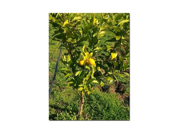 Image No.13-Ferme à vendre à Castelo Branco