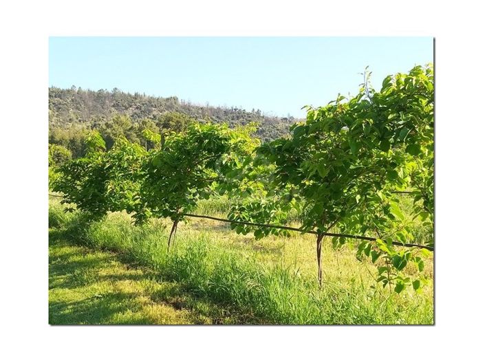 Image No.14-Ferme à vendre à Castelo Branco