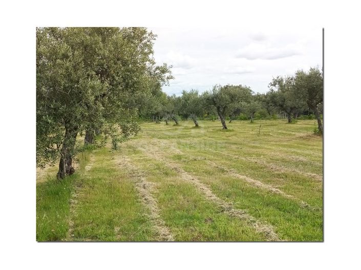 Image No.17-Ferme à vendre à Castelo Branco