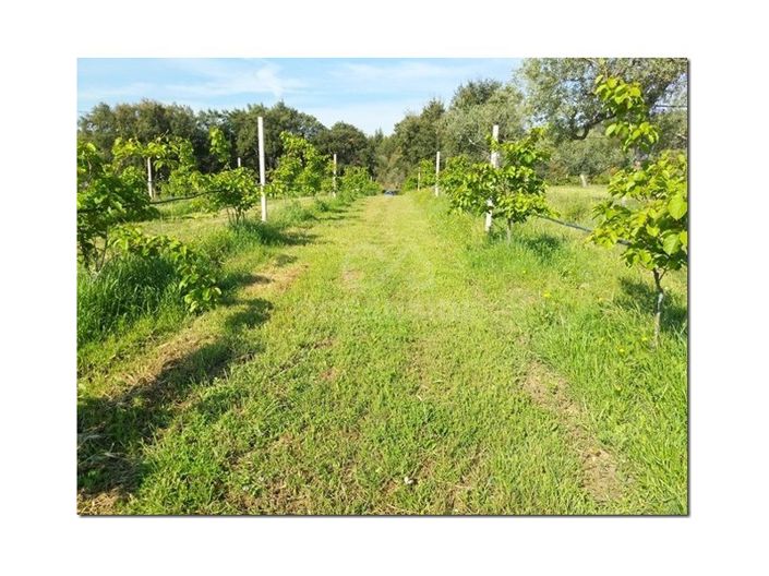 Image No.18-Ferme à vendre à Castelo Branco