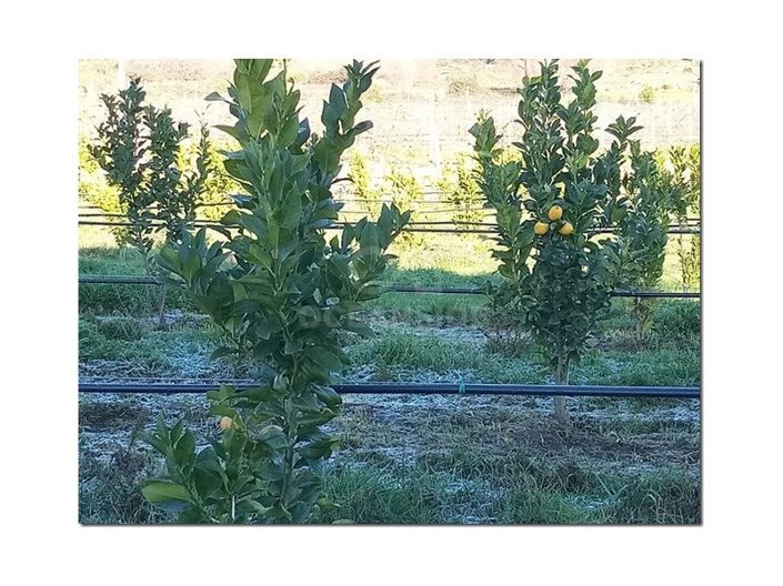 Image No.19-Ferme à vendre à Castelo Branco