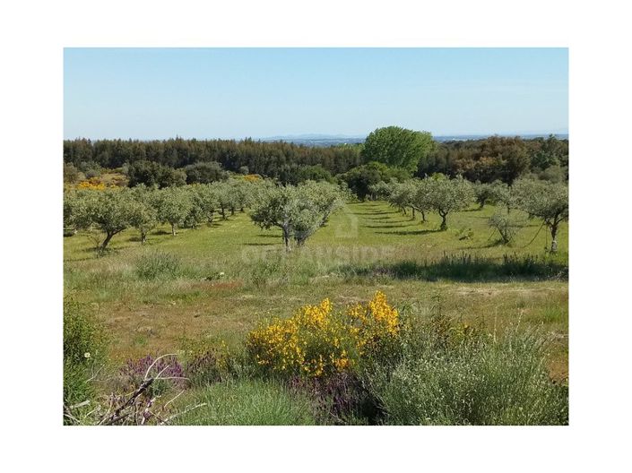 Image No.2-Ferme à vendre à Castelo Branco