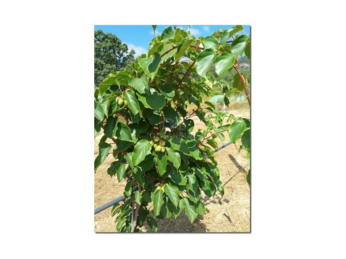 Image No.20-Ferme à vendre à Castelo Branco