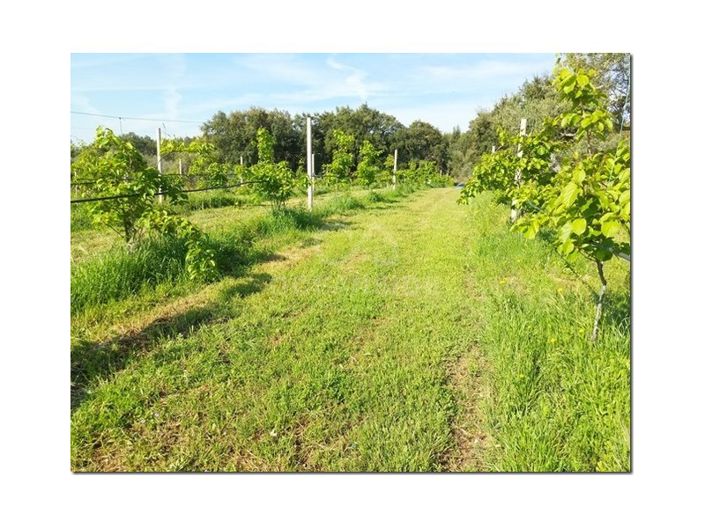 Image No.21-Ferme à vendre à Castelo Branco