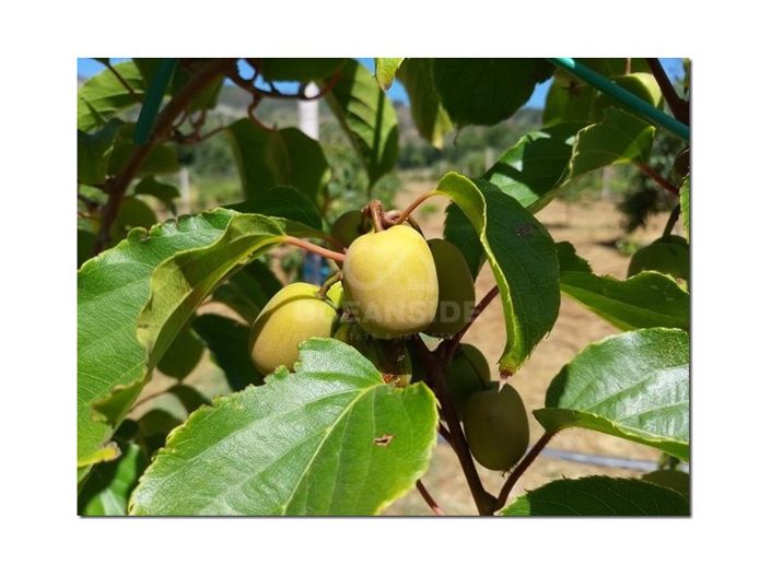Image No.23-Ferme à vendre à Castelo Branco
