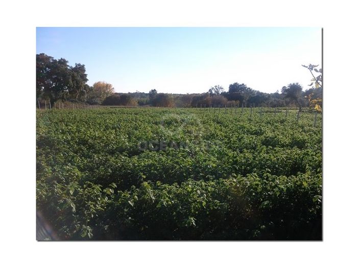 Image No.25-Ferme à vendre à Castelo Branco