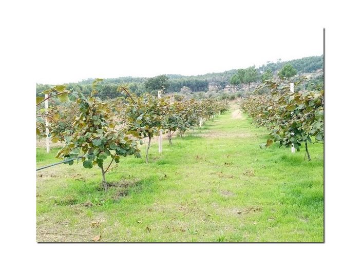 Image No.26-Ferme à vendre à Castelo Branco