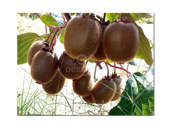 Image No.27-Ferme à vendre à Castelo Branco