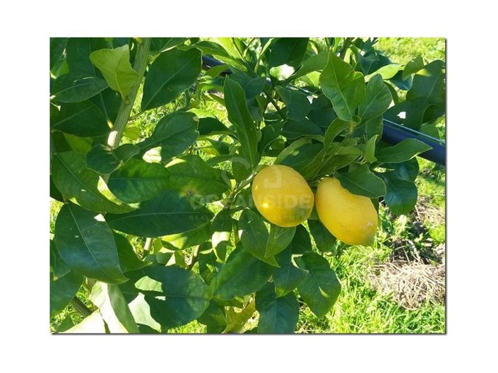 Image No.28-Ferme à vendre à Castelo Branco