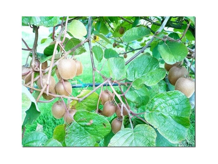 Image No.29-Ferme à vendre à Castelo Branco