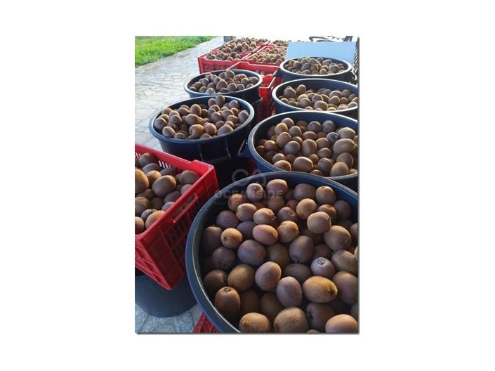 Image No.30-Ferme à vendre à Castelo Branco