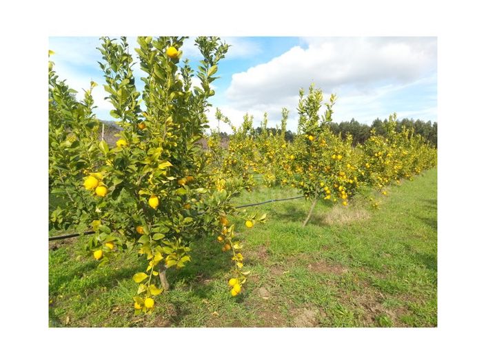 Image No.5-Ferme à vendre à Castelo Branco