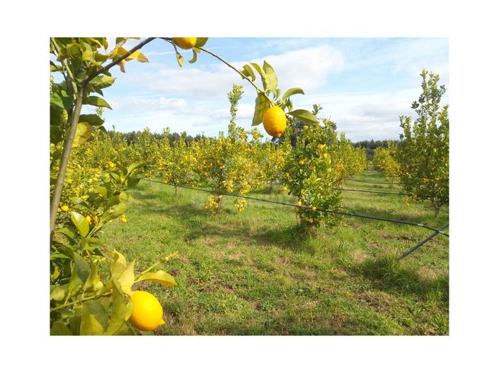 Image No.6-Ferme à vendre à Castelo Branco