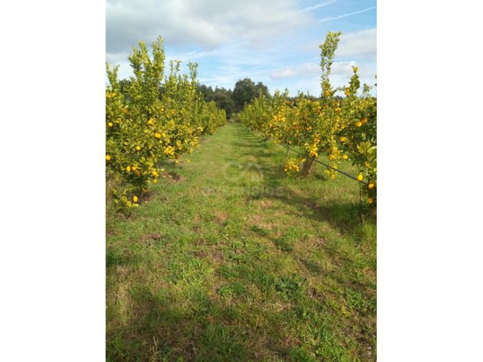 Image No.7-Ferme à vendre à Castelo Branco