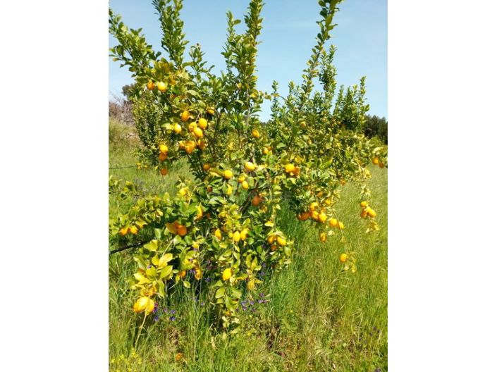 Image No.8-Ferme à vendre à Castelo Branco