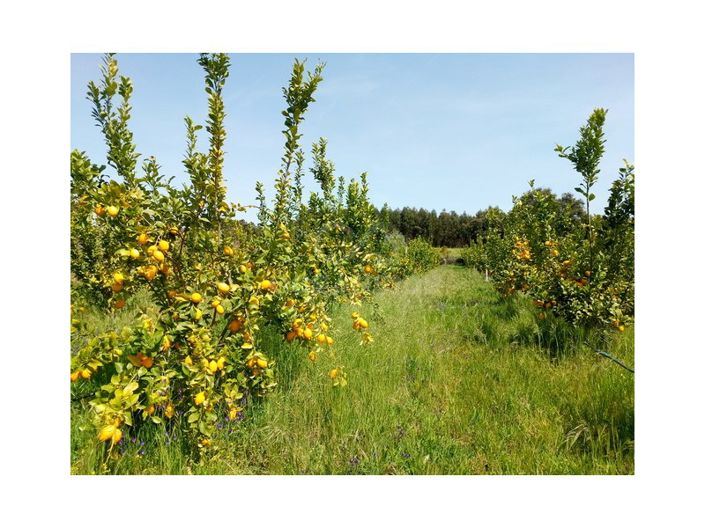 Image No.9-Ferme à vendre à Castelo Branco