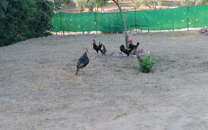 Image No.57-5 Bed House for sale