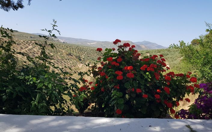 Image No.20-3 Bed House for sale