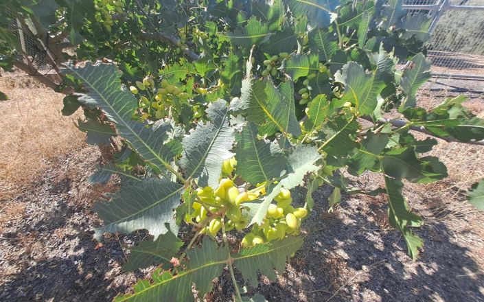 Image No.19-4 Bed House for sale