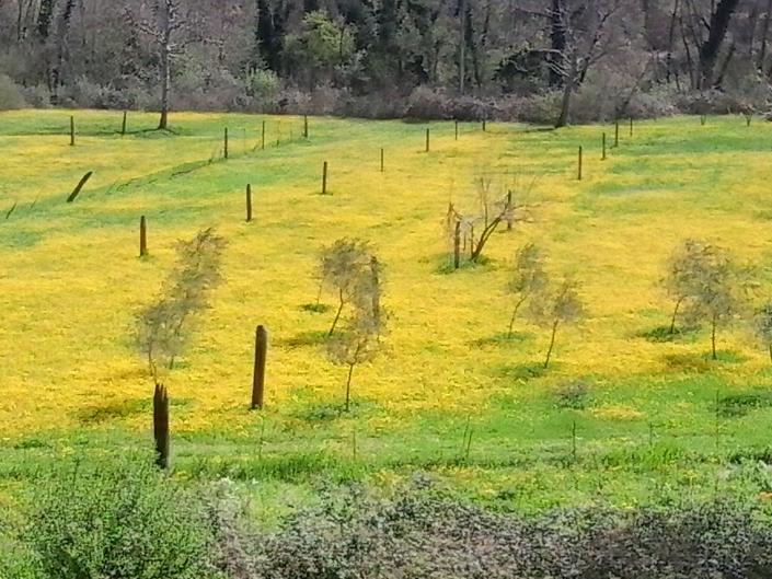 Image No.37-Maison de 3 chambres à vendre à Valtopina