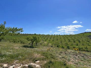 IMG_6476-3-Large-copy