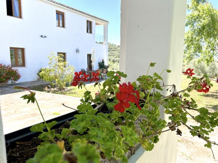 Image No.43-Ferme de 5 chambres à vendre à Santa Cruz del Comercio