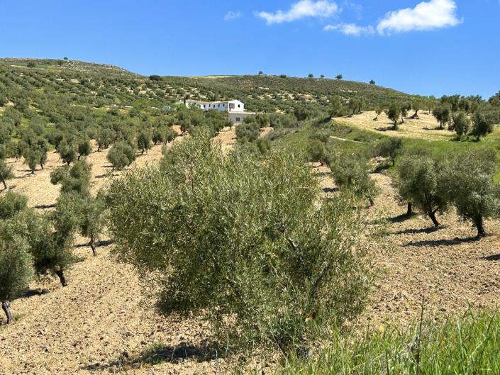 Image No.47-Ferme de 5 chambres à vendre à Santa Cruz del Comercio