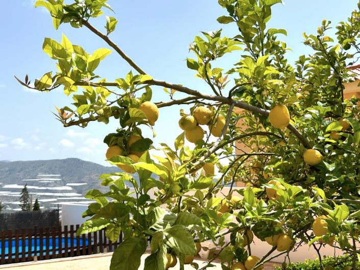 Image No.49-5 Bed House/Villa for sale