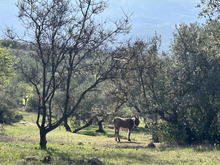 Image No.5-Cortijo de 2 chambres à vendre à Priego de Córdoba