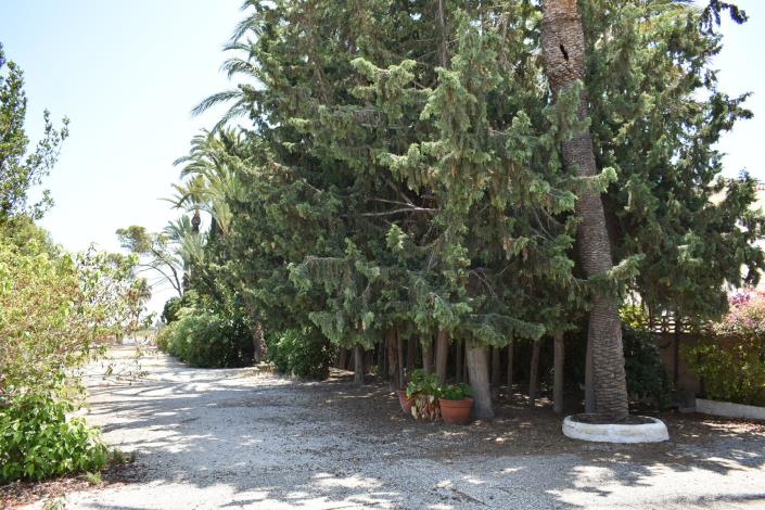 Image No.3-Maison de campagne de 4 chambres à vendre à Elche