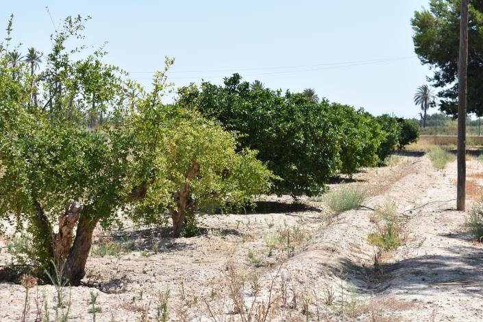 Image No.28-Maison de campagne de 4 chambres à vendre à Elche
