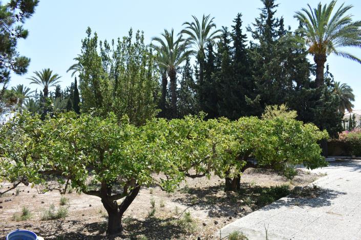 Image No.31-Maison de campagne de 4 chambres à vendre à Elche