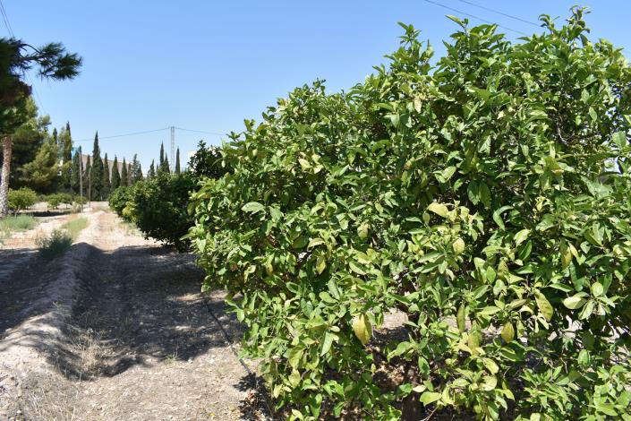 Image No.34-Maison de campagne de 4 chambres à vendre à Elche