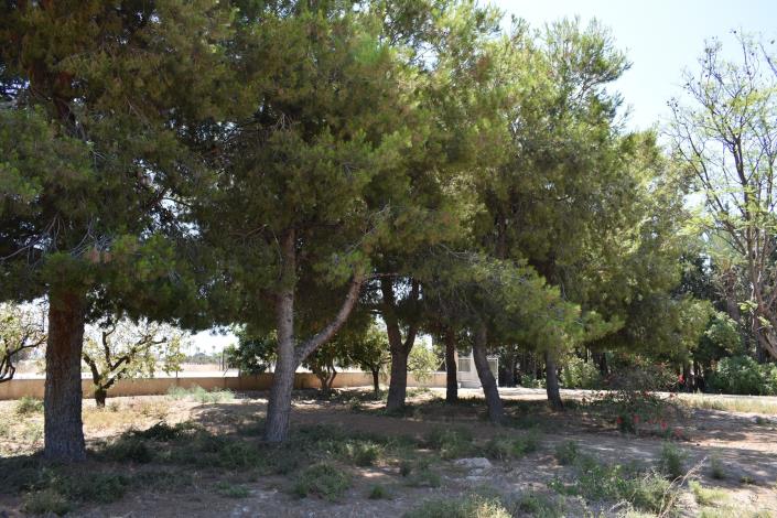 Image No.35-Maison de campagne de 4 chambres à vendre à Elche